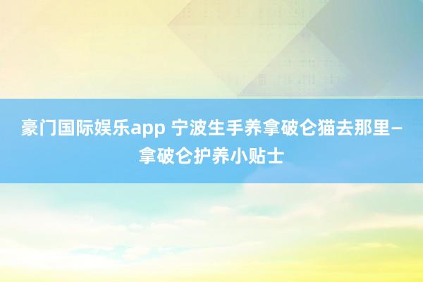 豪门国际娱乐app 宁波生手养拿破仑猫去那里—拿破仑护养小贴士