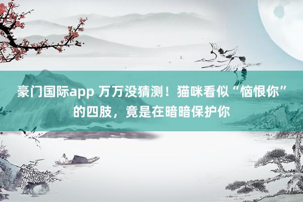 豪门国际app 万万没猜测！猫咪看似“恼恨你”的四肢，竟是在暗暗保护你