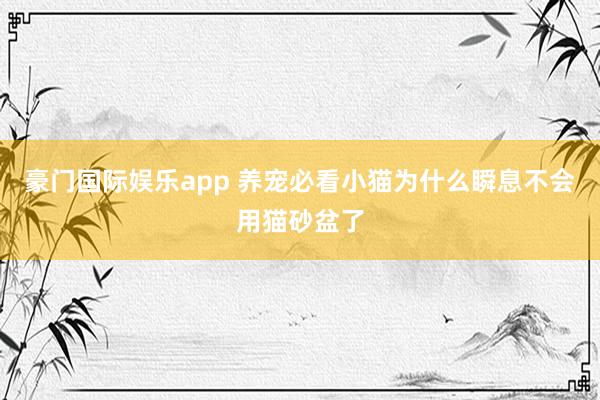 豪门国际娱乐app 养宠必看小猫为什么瞬息不会用猫砂盆了